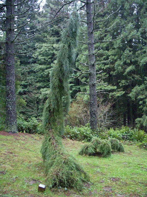 Hoyt Arboretum