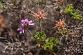 Pelargonium capitatum