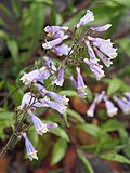 Flowers of Penstemon hirsutus