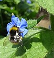 Pentaglottis sempervirens being pollinated by a bumblebee. Chapeltoun, North Ayrshire.jpg