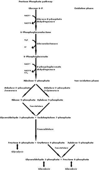 <span class="mw-page-title-main">Pentose phosphate pathway</span> Series of interconnected biochemical reactions