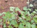 Pericallis lanata