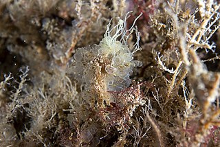 <i>Perophora listeri</i> Species of sea squirt