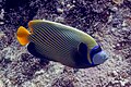 * Nomination Emperor angelfish (Pomacanthus imperator), Red Sea, Egypt --Poco a poco 08:22, 26 July 2023 (UTC) * Promotion Good quality. --Snowmanstudios 09:28, 26 July 2023 (UTC)