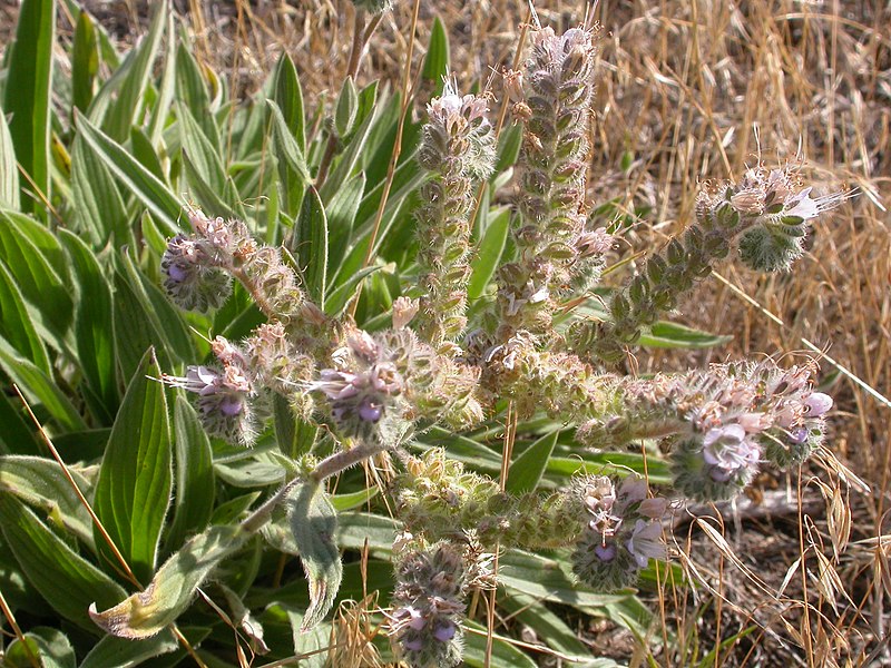 File:Phacelia hastata (3742179233).jpg