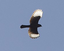 Male in flight showing white wing patches Phainopepla (Phainopepla nitens) - Flickr - Lip Kee.jpg