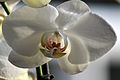 Phalaenopsis Cultivar