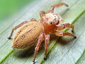 Phidippus pius abdomen.jpg