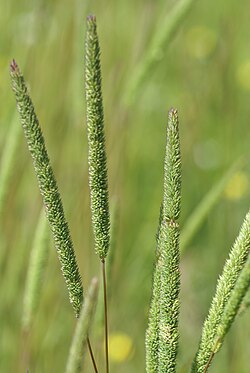 Phleum phleoides 6.JPG