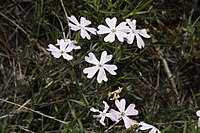 Phlox speciosa