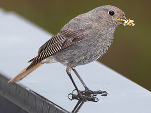 Phoenicurus ochruros female.jpg