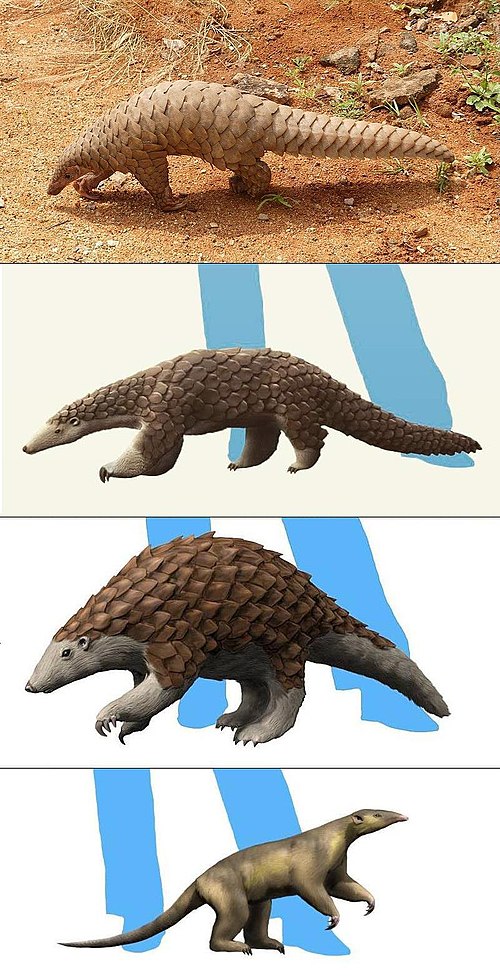 Pangolin