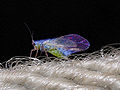 Winged specimen with little wool.