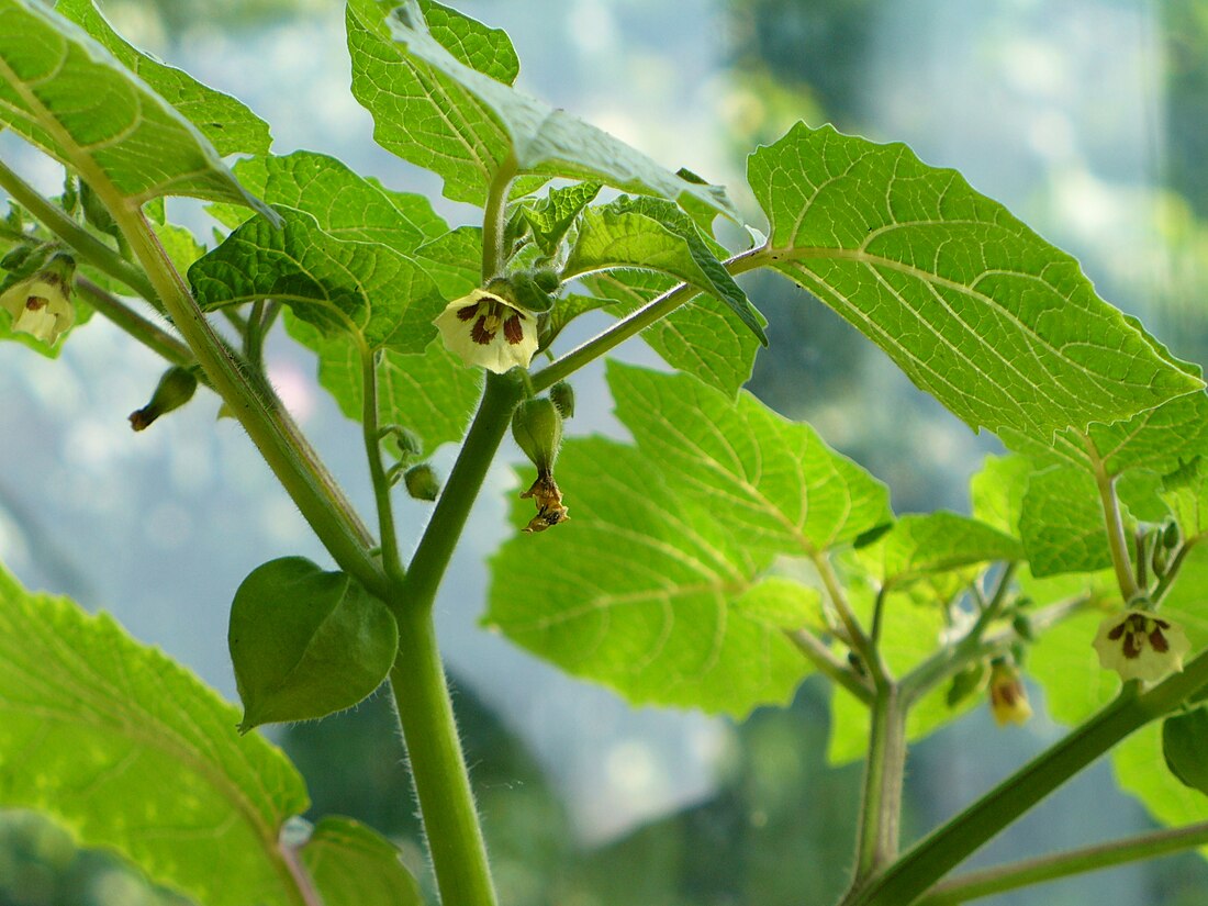 Physalis ixocarpa