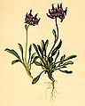 Phyteuma pauciflora Atlas Alpenflora.jpg