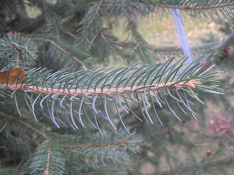 File:Picea schrenkiana zampach1.JPG