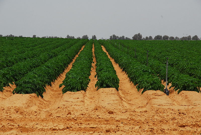 File:PikiWiki Israel 19700 Agriculture in Israel.JPG