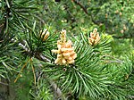 Pinus banksiana male.jpg