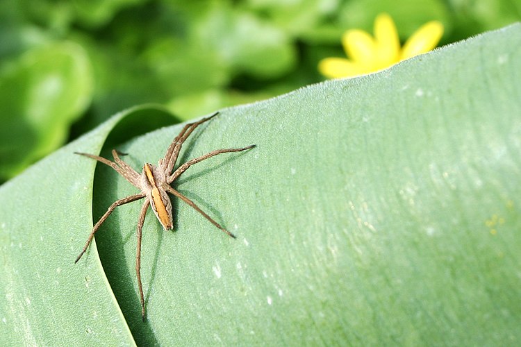 Паук-нянька (Pisaura mirabilis)