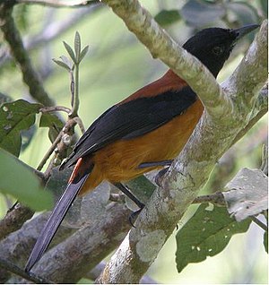 Pitohui Dichrous: Descrizione, Biologia, Distribuzione e habitat