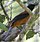 Pitohui bicolore (Pitohui dichrous).