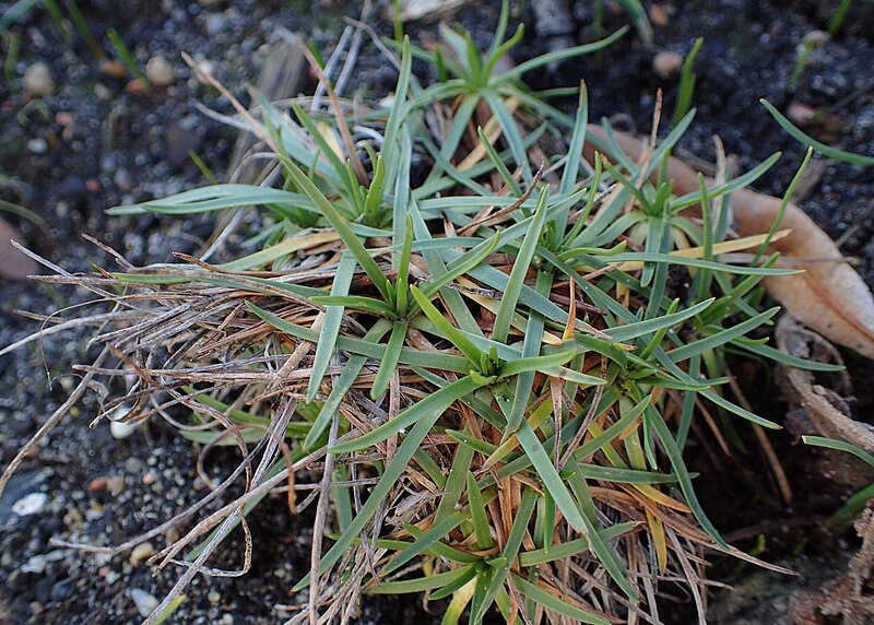 File:Plantago holosteum kz05.jpg