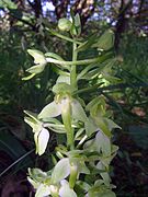 Platanthera chlorantha Luxemburg 04.jpg