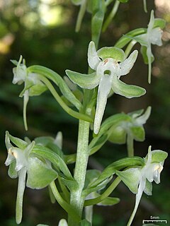 <i>Platanthera orbiculata</i> Species of orchid