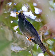 Merle à pattes jaunes (Turdus ou Platycichla flavipes)