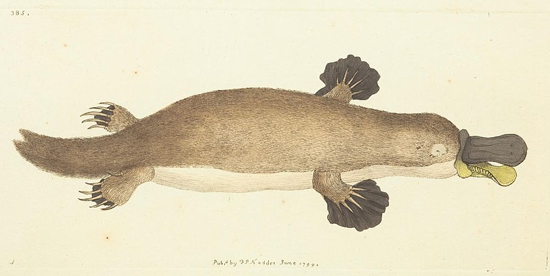 File:Platypus (Ornithorhynchus anatinus). First Description 1799.jpg