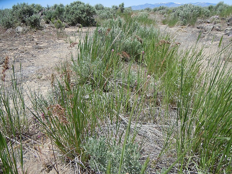 File:Poa bulbosa (5833830539).jpg