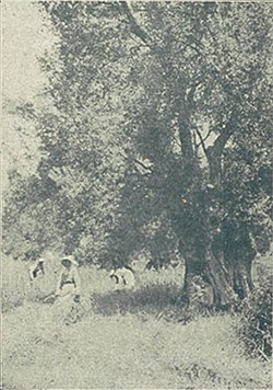 Poesíes mallorquines (1905) (page 41 crop).jpg