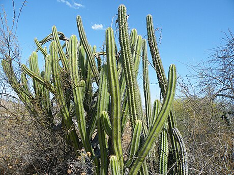 Adult plant in Oaxaca