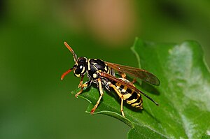 Gallic field wasp (Polistes dominula)