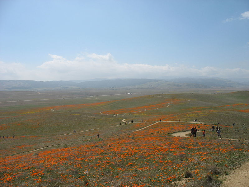 File:Poppies (2371658301).jpg