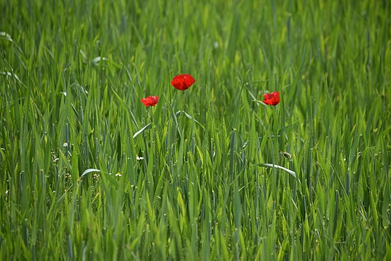 Poppies in green field.