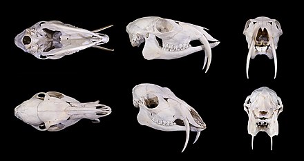 Different views of the skull of a Siberian musk deer