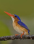 Thumbnail for Príncipe kingfisher
