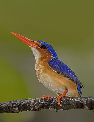 <span class="mw-page-title-main">Príncipe kingfisher</span> Subspecies of bird