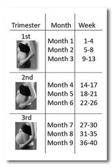 This image shows the progression of pregnancy over the three trimesters. Pregnancy trimesters.jpg