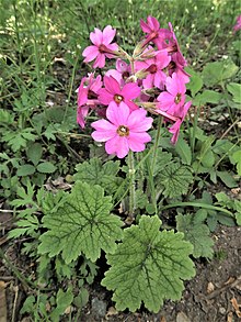 Primula kisoana 1.JPG