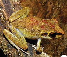 Pristimantis zeuctotylus (10.3897-zookeys.762.22634) Obrázek 3 (oříznuto) .jpg