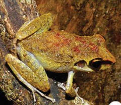 Description de l'image Pristimantis zeuctotylus (10.3897-zookeys.762.22634) Figure 3 (cropped).jpg.