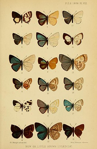 <i>Callictita</i> Butterfly genus in family Lycaenidae