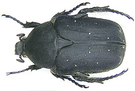 Protaetia asiatica