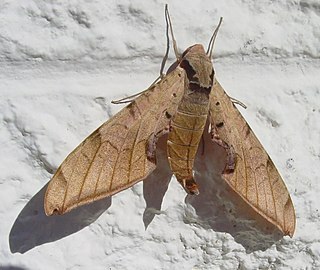 <i>Protambulyx strigilis</i> Species of moth