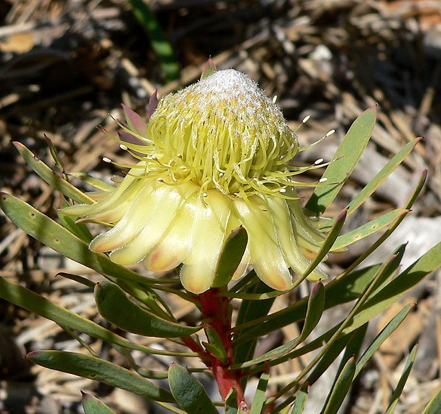 File:Protea scolymocephala 3.jpg