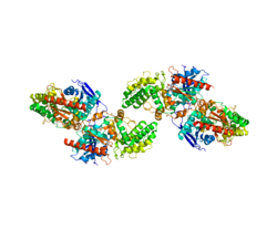 Ақуыз DPP7 PDB 3JYH.png