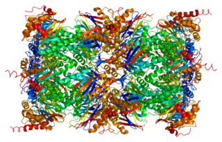 <span class="mw-page-title-main">PSMA5</span> Protein found in humans