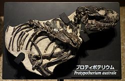 Protypotherium australe - National Museum of Nature and Science, Tokyo - DSC07782.JPG